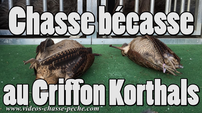 Chasse à la bécasse au griffon Korthals